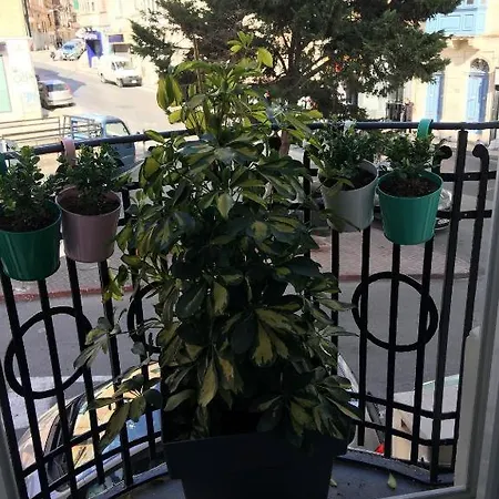 Cozy Or Sliema Race1 *